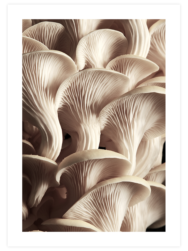 Makro Mantar N2 - Art Print Fotoğraflar Poster
