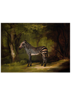 Vintage Zebra - Art Print