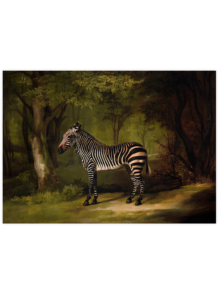 Vintage Zebra - Art Print