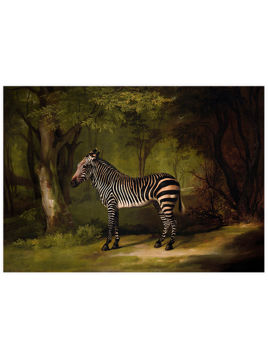 Vintage Zebra - Art Print
