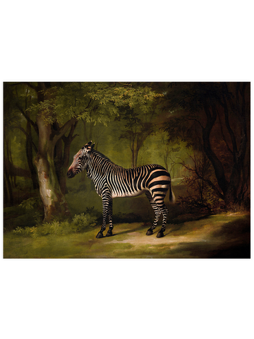Vintage Zebra - Art Print