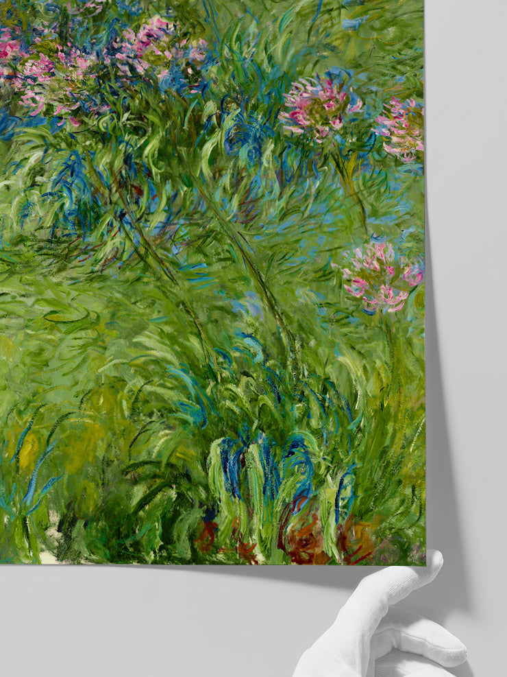 Monet Agapanthus - Art Print