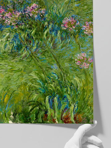 Monet Agapanthus - Art Print