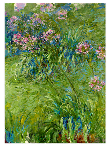 Monet Agapanthus - Art Print