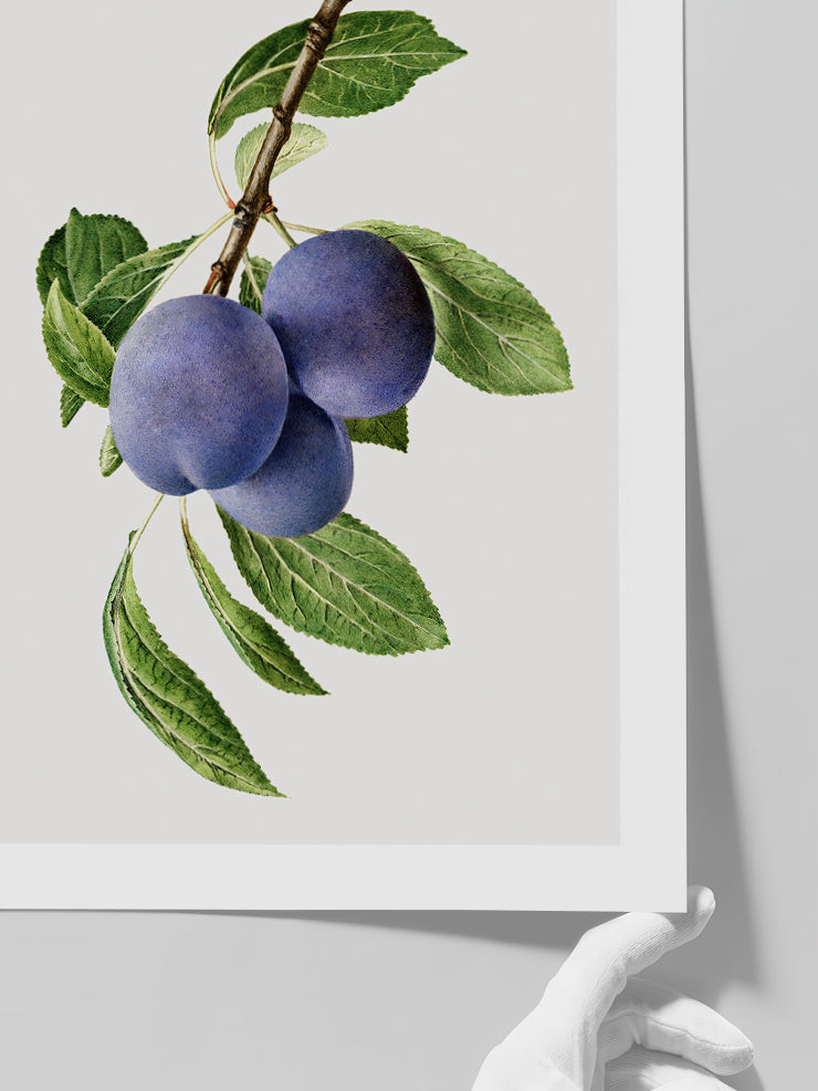 Erik - Art Print  Poster