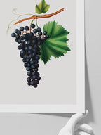 Üzüm Resmi - Art Print