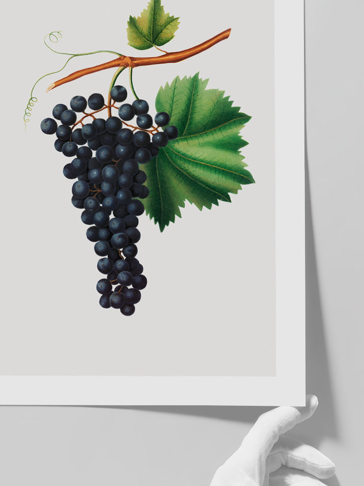 Üzüm Resmi - Art Print
