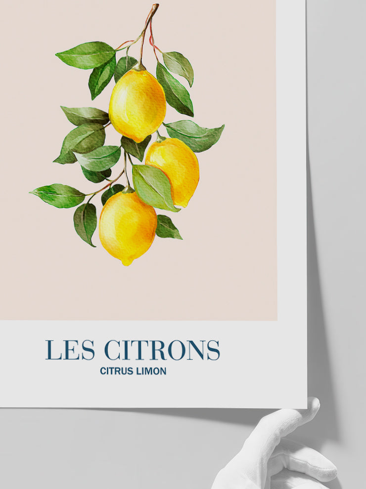 Les Citrons - Art Print  Poster