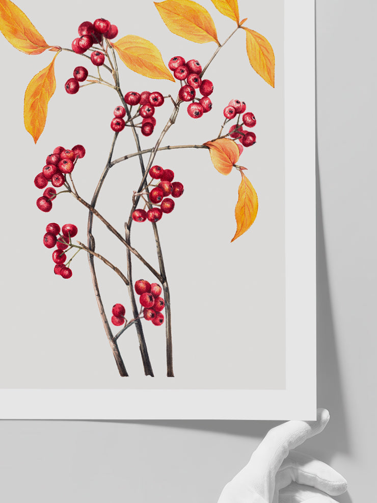 Dalında Meyve - Art Print