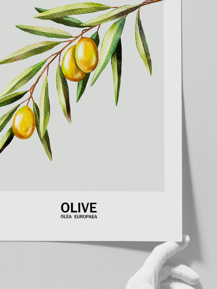Oliva - Art Print  Poster