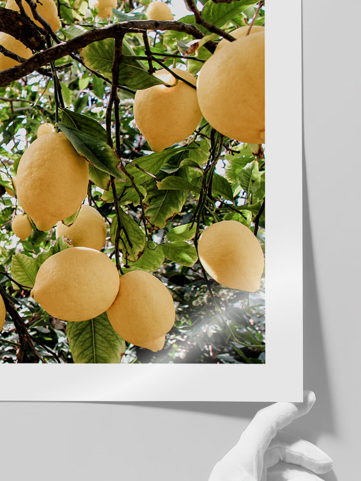 Abundance Of Lemons - Art Print  Poster
