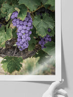 Mavi Üzüm Salkımı - Art Print