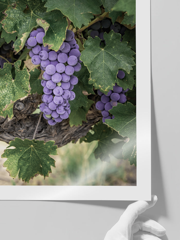 Mavi Üzüm Salkımı - Art Print