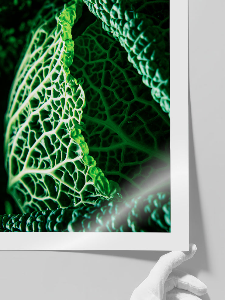 Green Cabbage Leaves - Art Print
