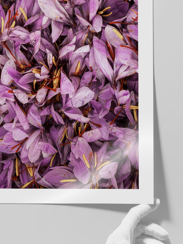 Safran - Art Print  Poster