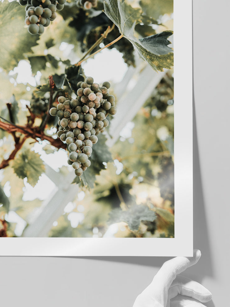 Salkım Üzüm - Art Print