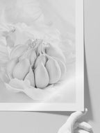Garlic - Art Print