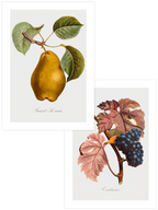 Vintage Fruits - Poster Seti Duo