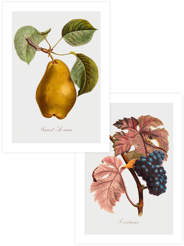 Vintage Fruits - Poster Seti Duo Mutfak Poster