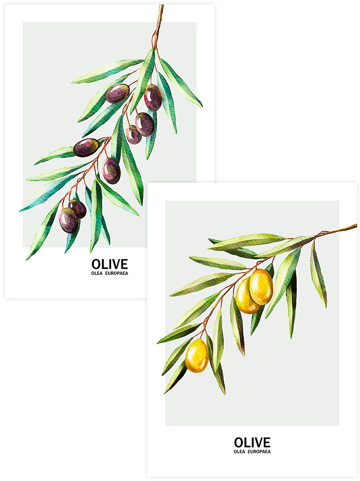 Les Olives -  Poster Seti Duo Mutfak Poster