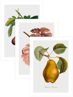 Vintage Fruits - Poster Seti Trio