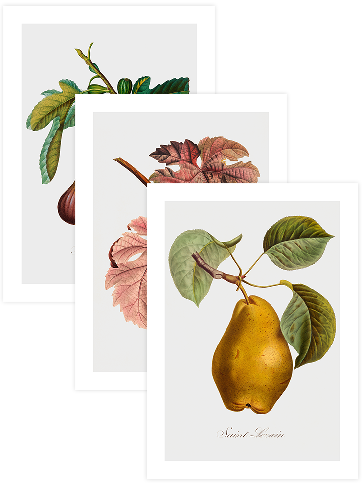 Vintage Fruits - Poster Seti Trio Mutfak Poster