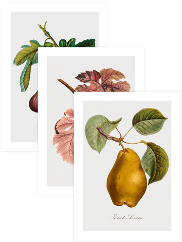Vintage Fruits - Poster Seti Trio