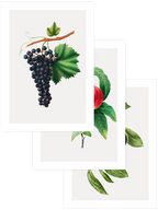 Fruity Corner - Poster Seti Trio