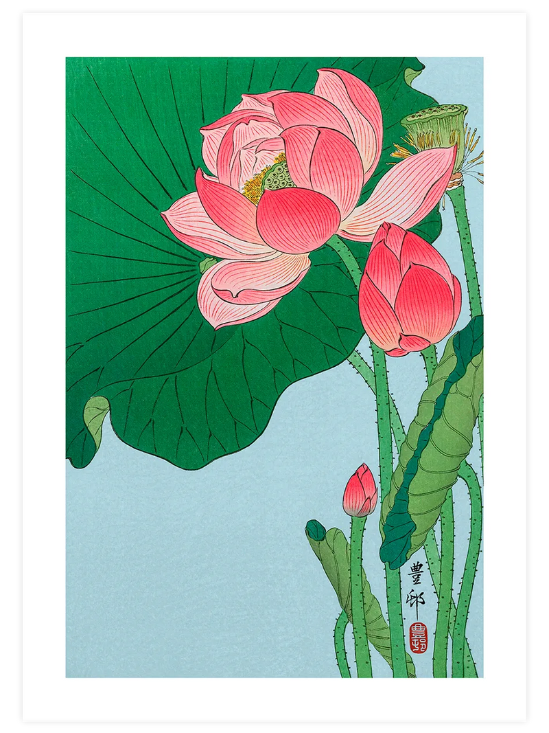Açılmış lotus çiçekleri ve tomurcuklar.