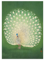 Ohara Koson Peacock - Art Print