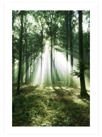 Bosque de Luz - Art Print