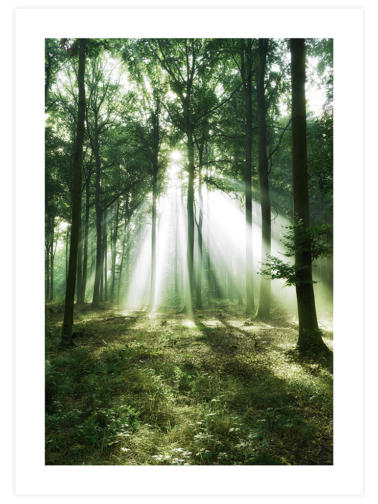 Bosque de Luz - Poster Seti  Poster