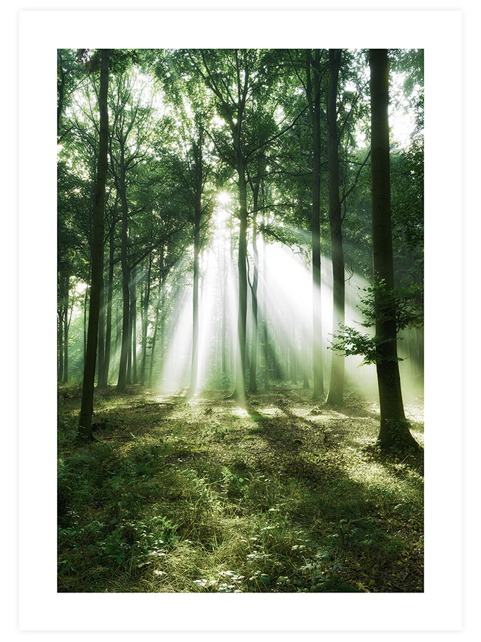 Bosque de Luz - Poster Seti  Poster