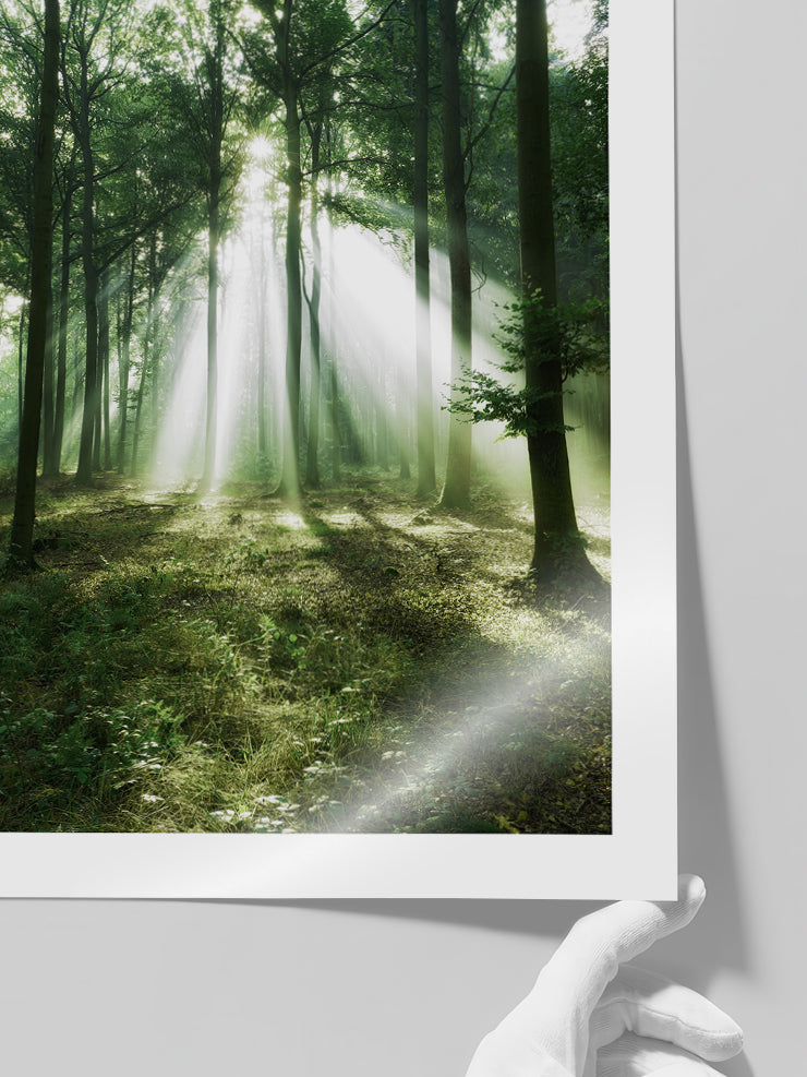 Bosque de Luz - Art Print  Poster