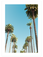 Palms - Art Print