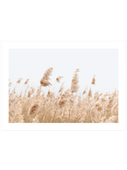 Saz Püskülü - Art Print