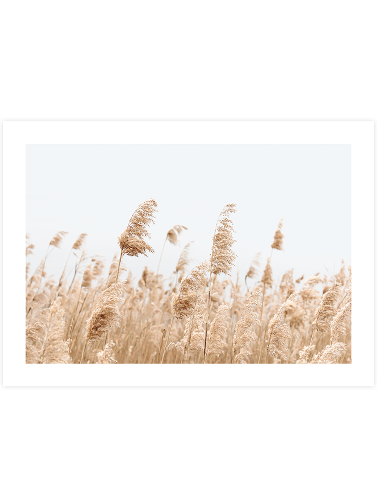 Saz Püskülü - Art Print