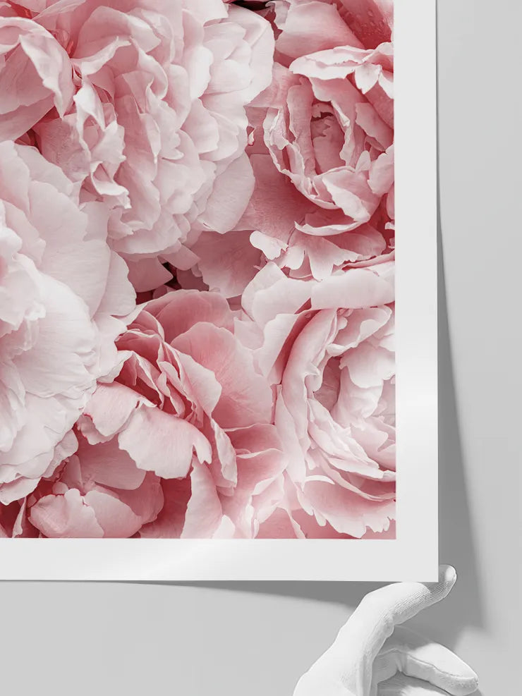 Yakın plan pembe şakayık fotoğraf posteri