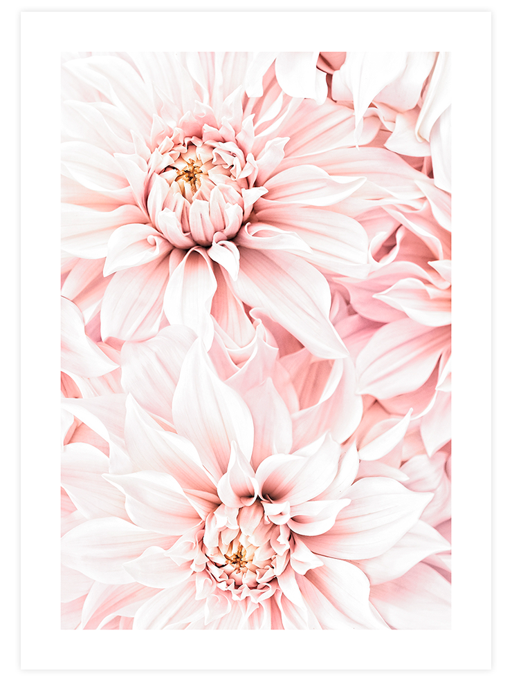 Quiet Moment Rose - Art Print Ürün ana görseli