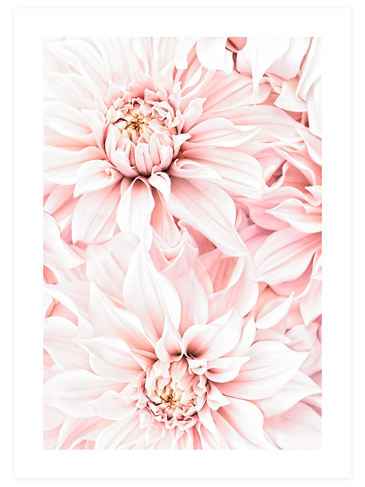Quiet Moment Rose - Art Print
