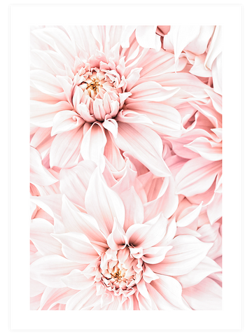 Quiet Moment Rose - Art Print