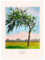 Félix Vallotton Le Pommier, Varengeville - Art Print