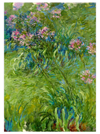 Monet Agapanthus - Art Print