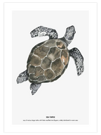 Kaplumbağa - Art Print
