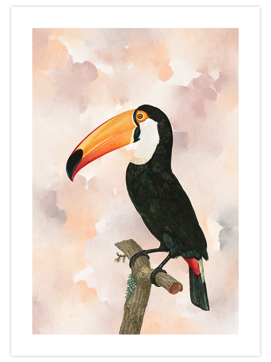 Tukan - Art Print Ürün ana görseli