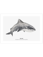 Shark - Art Print Çocuk Odası Poster