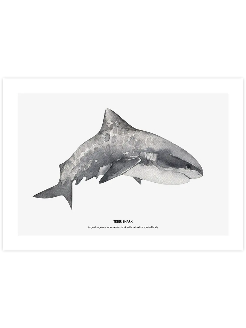 Shark - Art Print Çocuk Odası Poster