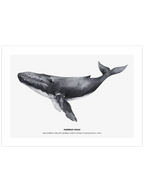 Balina N1 - Art Print