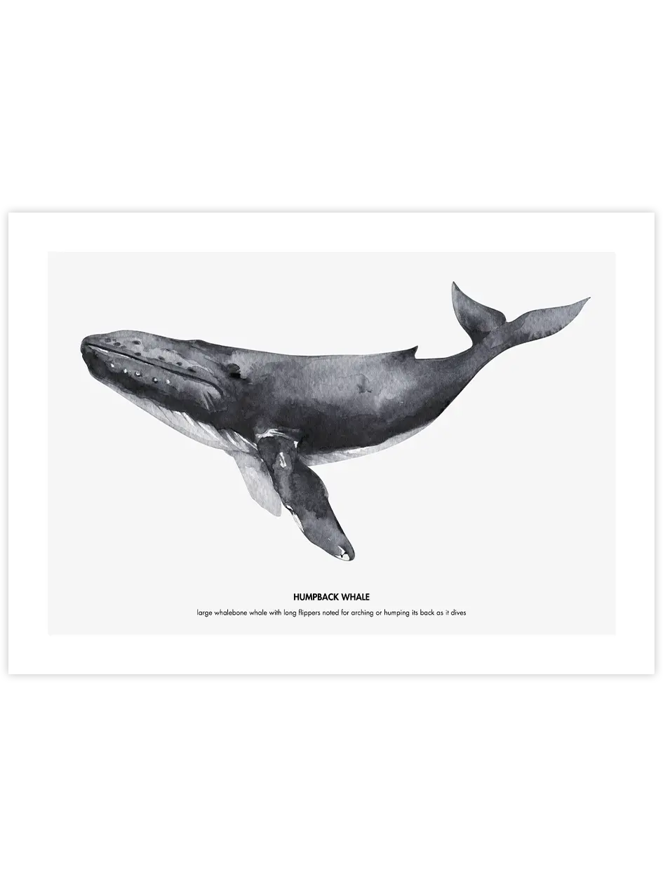 Balina N1 - Art Print Çocuk Odası Poster