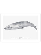 Balina N4 - Art Print